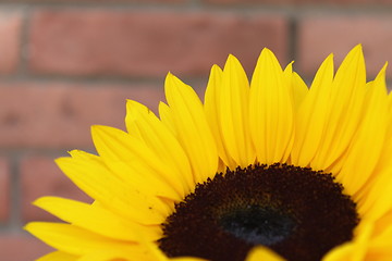 Image showing Sunflower