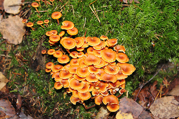 Image showing Poisonous mushrooms