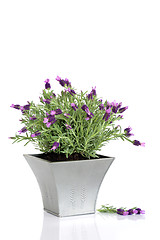 Image showing Lavender Herb Flowers