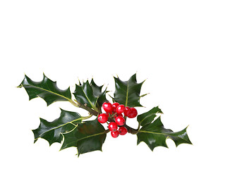 Image showing Holly Leaves and Red Berries