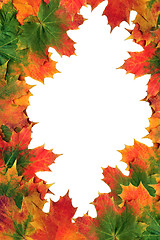 Image showing  Maple Leaves in Fall