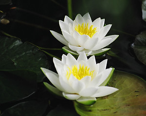 Image showing waterlily