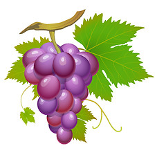 Image showing Purple grape