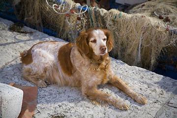 Image showing Dog