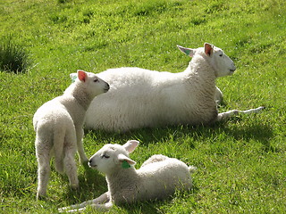 Image showing Sheep