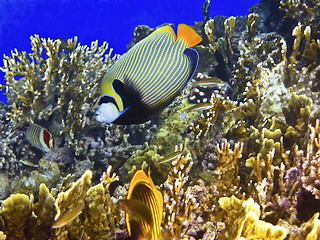 Image showing Coral reef and emperor angelfish