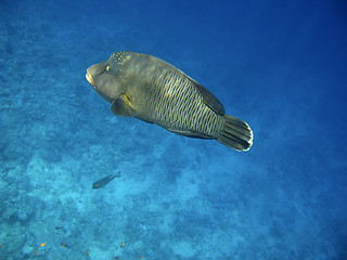 Image showing Napoleon wrasse and coral reef