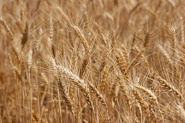 Image showing Wheat