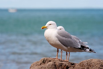 Image showing Seagulls