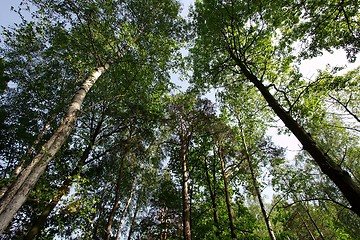 Image showing Treetops