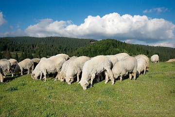 Image showing Sheeps