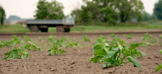 Image showing Agriculture