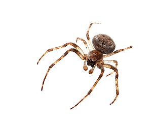 Image showing Spider