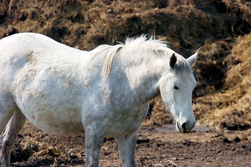 Image showing Horse