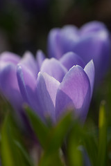 Image showing Crocus