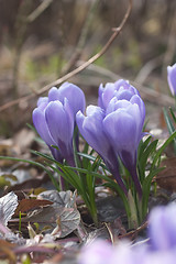 Image showing Crocus