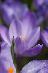 Image showing Crocus