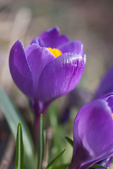 Image showing Crocus