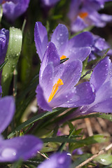 Image showing Crocus