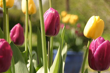 Image showing Tulips