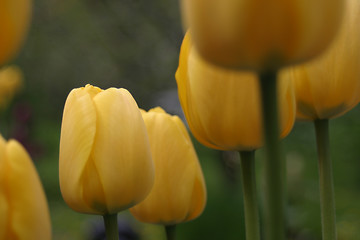 Image showing Tulips