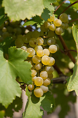 Image showing grape vine