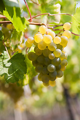 Image showing green grapes