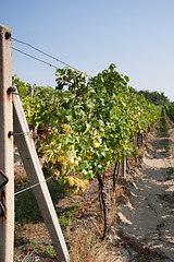 Image showing vineyard