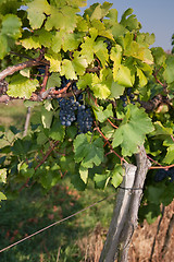 Image showing vineyard