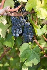 Image showing red grapes