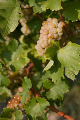 Image showing wine grape