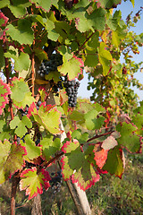 Image showing grapevine