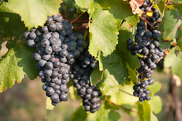 Image showing red grapes