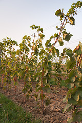 Image showing vineyard