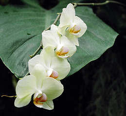 Image showing white orchids