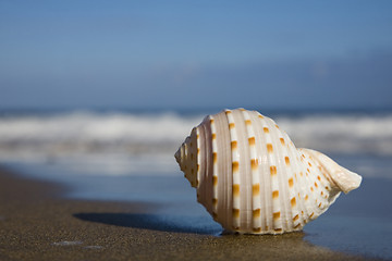 Image showing Seashell on the Beach