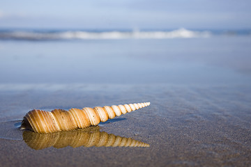 Image showing Seashell on the Beach