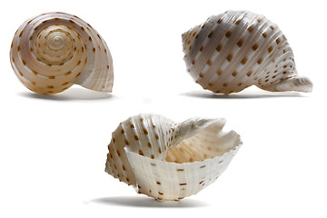 Image showing Seashell from three Angles