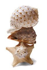 Image showing Seashell Stack over white