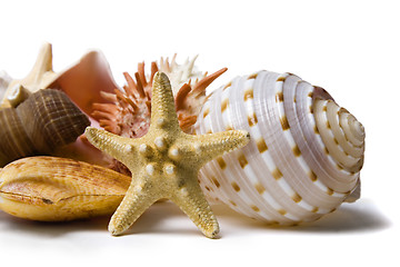 Image showing Seashell Still Life