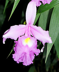 Image showing rose orchid