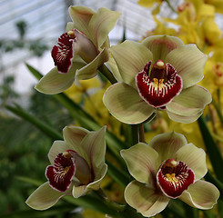 Image showing cymbidium