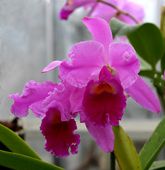 Image showing cattleya