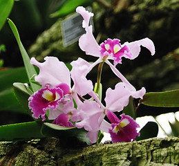 Image showing rose orchids