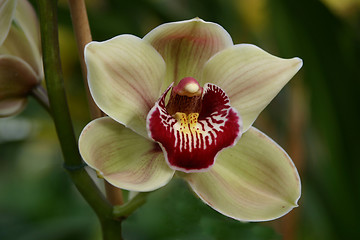 Image showing cymbidium