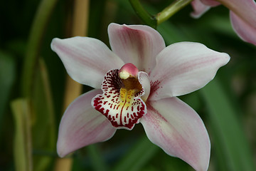 Image showing cymbidium