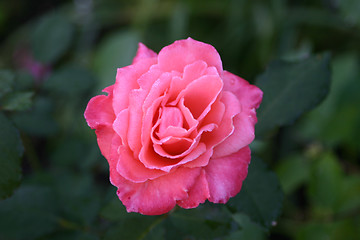 Image showing rose