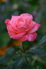 Image showing rose