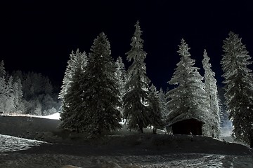 Image showing Snowy trees