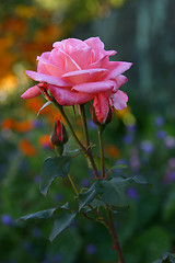 Image showing rose